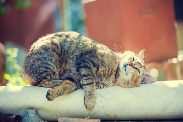 Açık Yalan Şirin Tembel Kedi Portresi Yaz Zevk Kedi — Stok fotoğraf