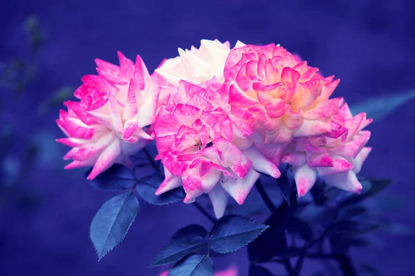 Fundo Flor Vintage Arbusto Rosa Contra Fundo Azul Escuro — Fotografia de Stock