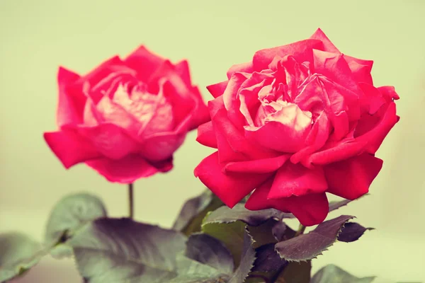 Fondo Flores Vintage Rosa Arbusto Contra Fondo Amarillo —  Fotos de Stock