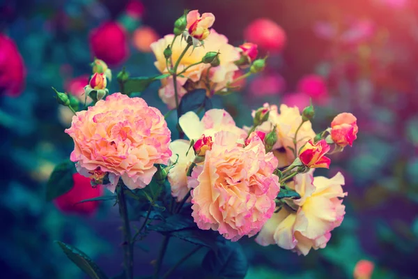 Vintage Λουλούδι Φόντο Rose Μπους Έναν Κήπο — Φωτογραφία Αρχείου