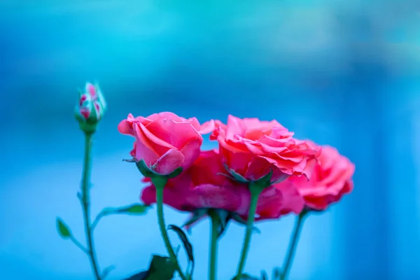 Вінтажний Квітковий Фон Трояндовий Кущ Синьому Фоні — стокове фото