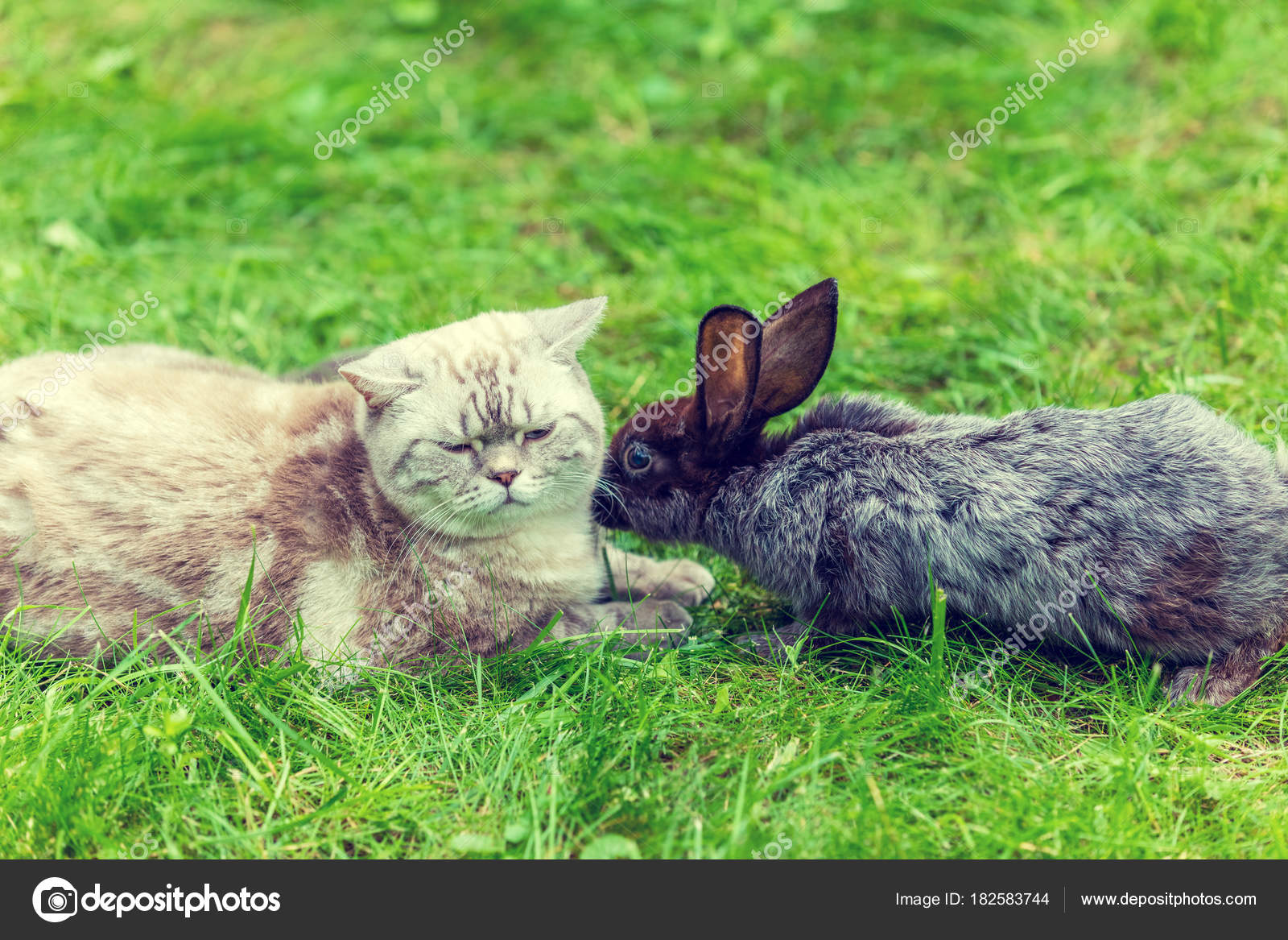 Cat Rabbit Lying Together Outdoor Grass Stock Photo by ©vvvita 182583744