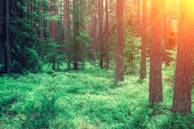 Yaz aylarında sabah çam ormanı. Orman üzerinde gündoğumu