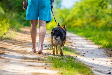 Yalınayak bir köpek ile yaz aylarında toprak yolda yürüyen adam
