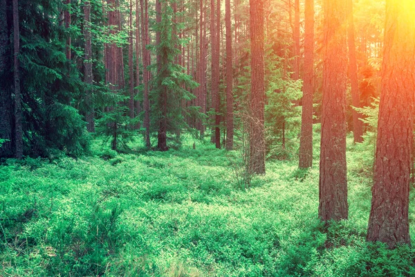 Floresta Pinheiro Manhã Verão Nascer Sol Sobre Floresta — Fotografia de Stock