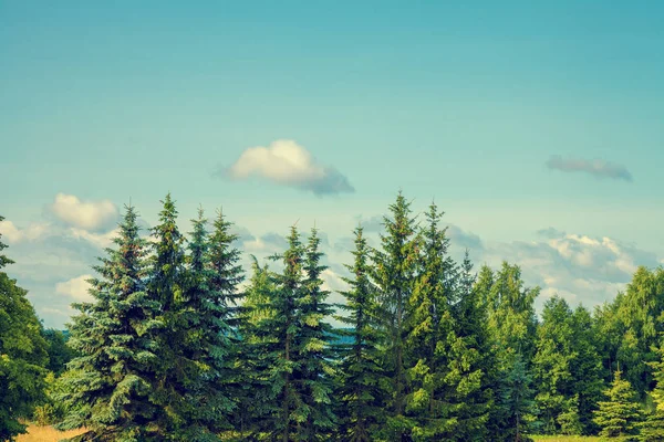 Sapins Contre Ciel Bleu — Photo