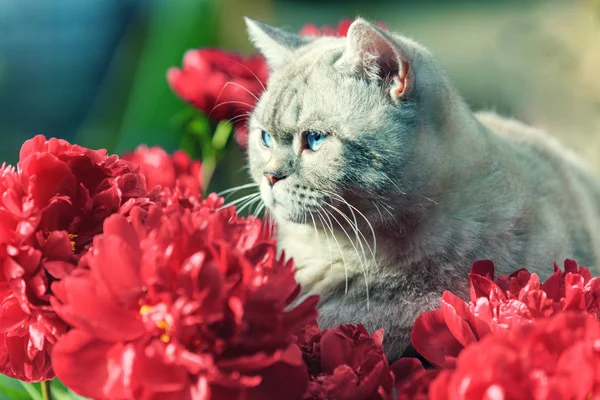 Carino Gatto Con Fiori Peonia Rilassante All Aperto Giardino Estate — Foto Stock