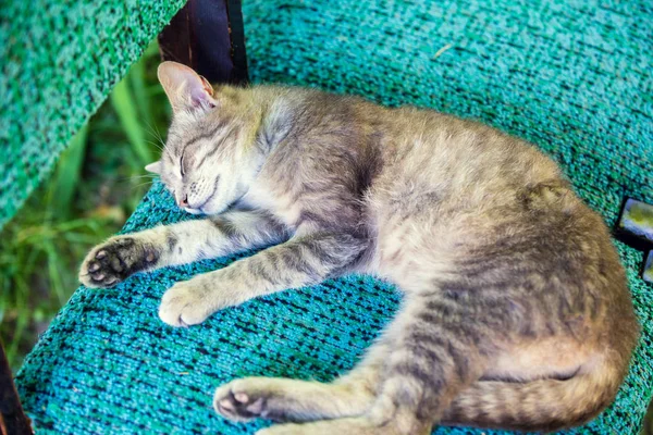 Gato Dormindo Serenamente Uma Cadeira — Fotografia de Stock