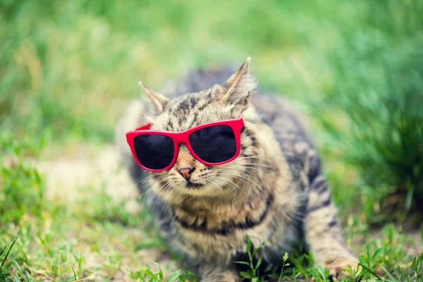サングラス草に座っている猫の肖像画 — ストック写真