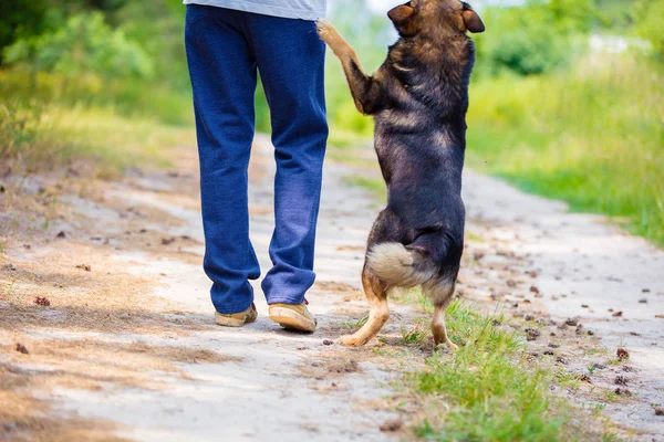 Man Som Går Med Hund Grusväg Sommar — Stockfoto