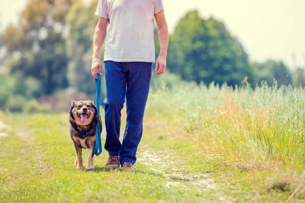 Man Med Hund Koppel Går Grusväg Fältet Sommar — Stockfoto