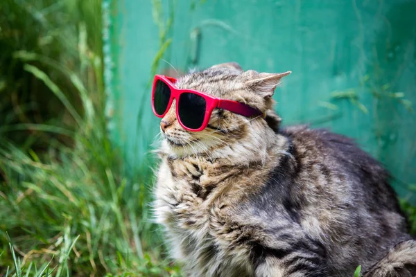 Fashion Portrait Cat Wearing Sunglasses Sitting Grass — Stock Photo, Image