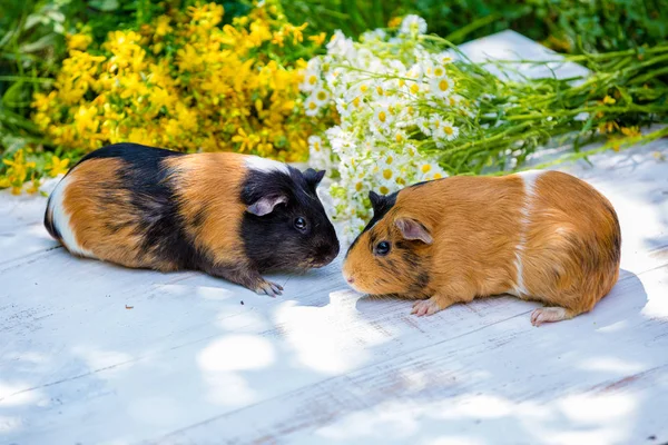 Two Guinea Pigs Flowers Outdoor — Stock Photo, Image