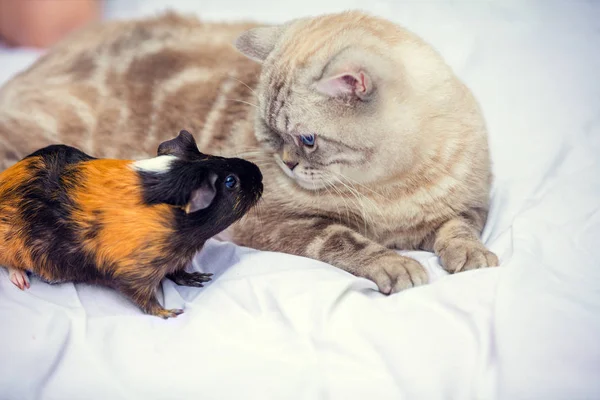 A cat sits near a guinea pig and looks at each other