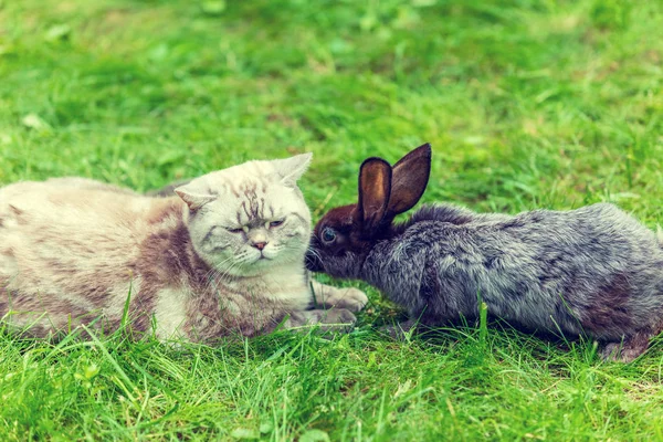 Кот Кролик Лежат Вместе Улице Траве — стоковое фото