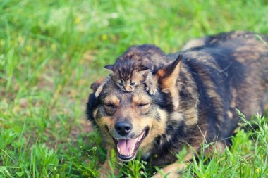 Küçük yavru bir köpek kafasına yalan. Köpek bir yaz bahçesinde bir çim üzerinde yalan