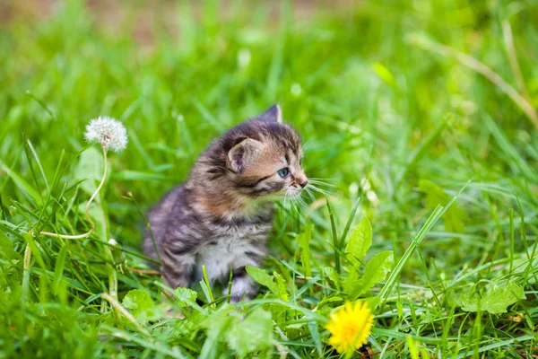 Little Kitten Sitting Green Grass — Stock Photo, Image