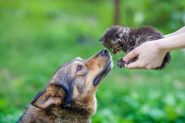 Grote Hond Kleine Kitten Vrouwelijke Handen Elkaar Buiten Snuiven — Stockfoto