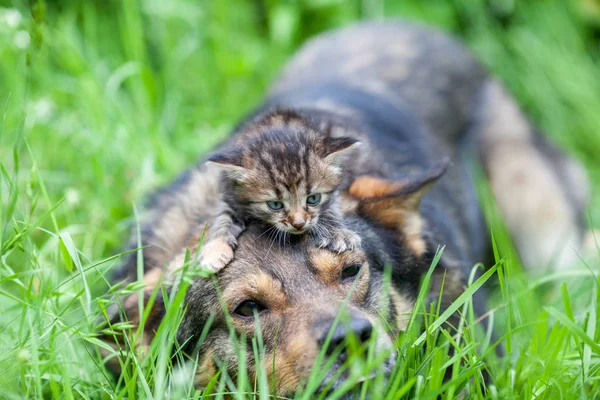小猫躺在一只狗的头上 狗躺在草地上的夏日花园 — 图库照片