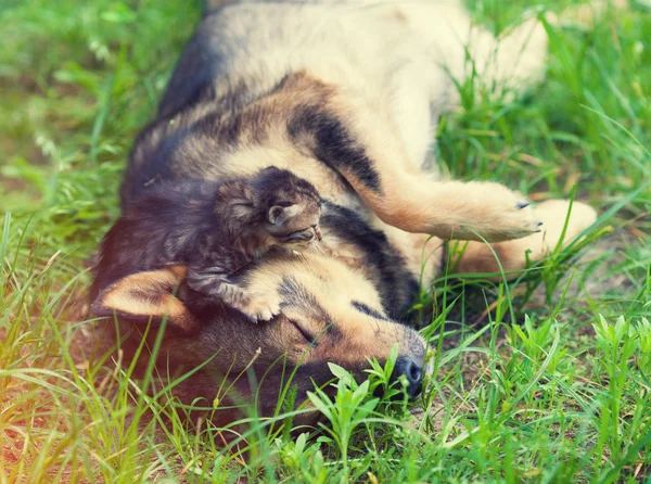 一只小猫爬上一只卧狗的头 一只狗躺在夏日花园的草地上 — 图库照片