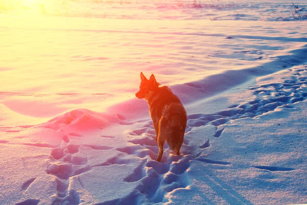 Hund Promenader Ett Snöigt Fält Vintern Vid Solnedgången — Stockfoto