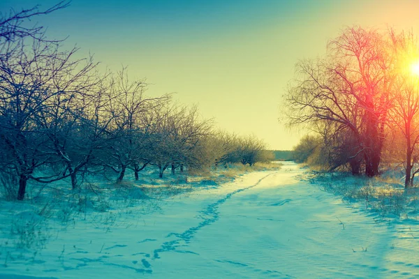 Wintermorgen Auf Dem Land Sonnenaufgang Über Dem Schneebedeckten Apfelgarten — Stockfoto