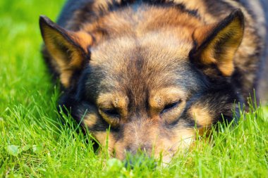 Yaz aylarında çim üzerinde yalan uyuyan bir köpek başkanı