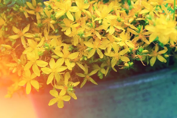 Hypericum Kruiden Natuurlijke Achtergrond Tutsan Bloemen Zonnige Dag — Stockfoto