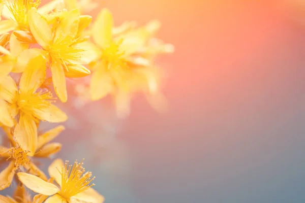 นหล งธรรมชาต ของสม นไพร Hypericum Tutsan ดอกไม ในว แดด — ภาพถ่ายสต็อก
