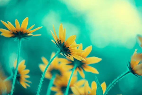 Vintage Sfondo Fiore Alla Luce Del Sole — Foto Stock