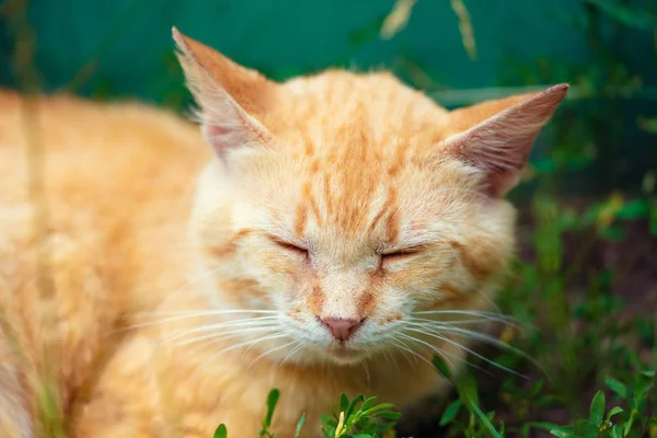 Ritratto Gatto Rosso Che Dorme Sull Erba All Aperto — Foto Stock