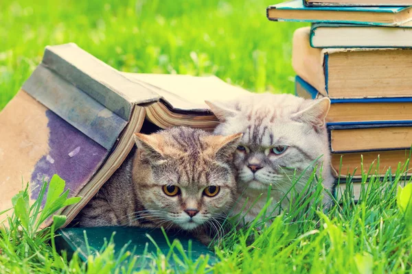 Два Симпатичных Умных Кота Лежат Траве Рядом Грудой Книг Кошки — стоковое фото