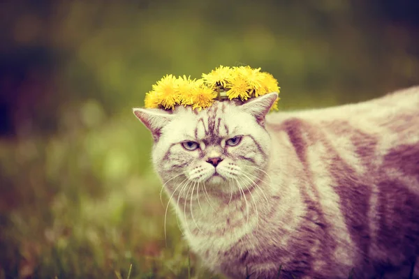 Портрет Кота Сидящего Траве Увенчанный Одуванчиком — стоковое фото