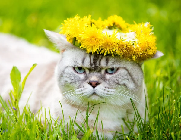 Portrait Cat Sitting Grass Crowned Dandelion Chaplet — Stock Photo, Image