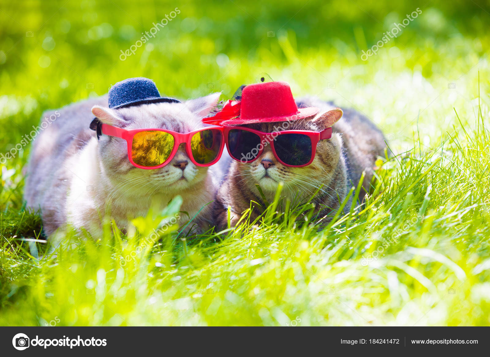两只戴墨镜和帽子的猫在阳光明媚的日子躺在草地上——图库图片© vvvita #184241472, image size:1600x1167