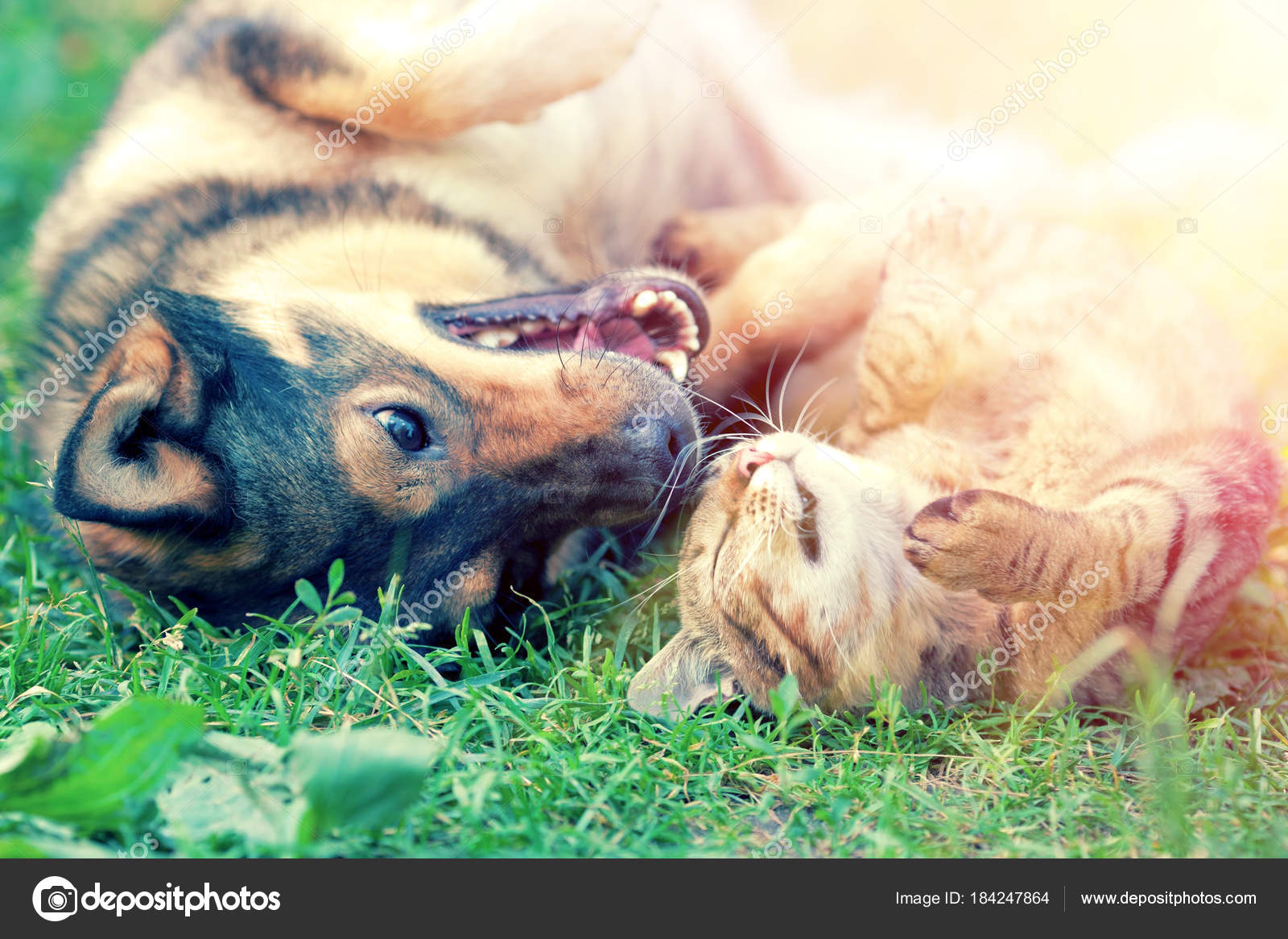 Chien Chat Jouant Ensemble Sur L Herbe Coucher Soleil Image Libre De Droit Par Vvvita C