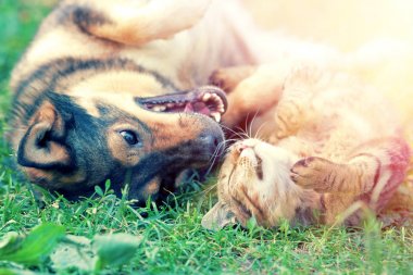 Köpek ve kedi birlikte çimenlerin üzerinde günbatımında oynama.