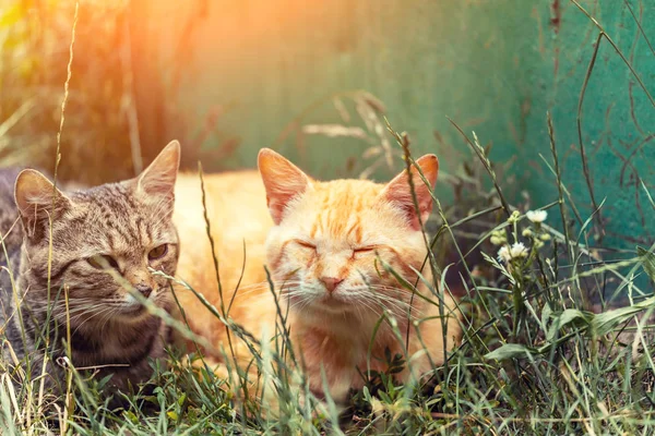 Dois Gatos Vermelhos Dormindo Grama Livre Verão — Fotografia de Stock