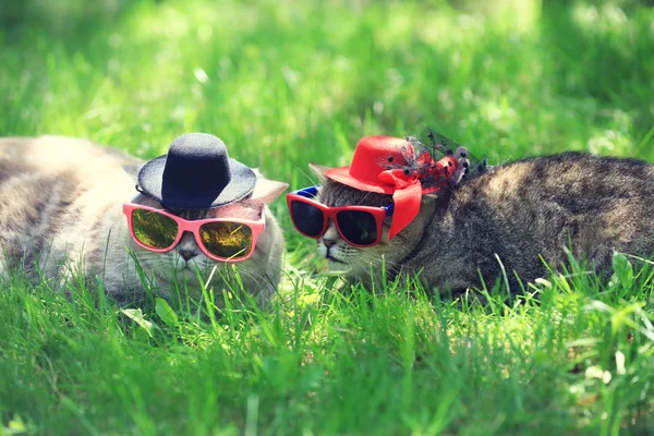 Dos Gatos Con Gafas Sol Sombreros Yacen Hierba Día Soleado —  Fotos de Stock