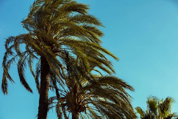 Silhouette Palme Tropicali Contro Cielo Del Tramonto Due Palme Paesaggio — Foto Stock