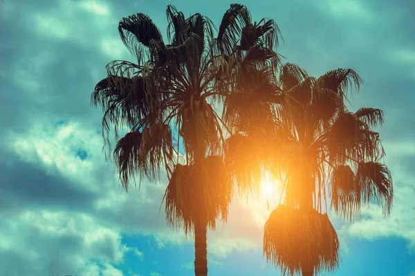 Silhouette Palme Tropicali Contro Cielo Del Tramonto Due Palme Paesaggio — Foto Stock