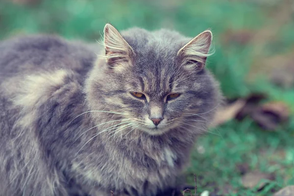 Bahçedeki Çimlerin Üzerine Oturan Şirin Siberian Kedi — Stok fotoğraf