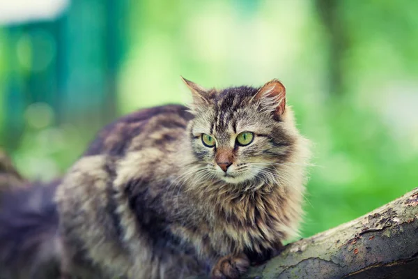 Sibirische Katze Entspannt Sich Freien Auf Dem Holzstamm — Stockfoto