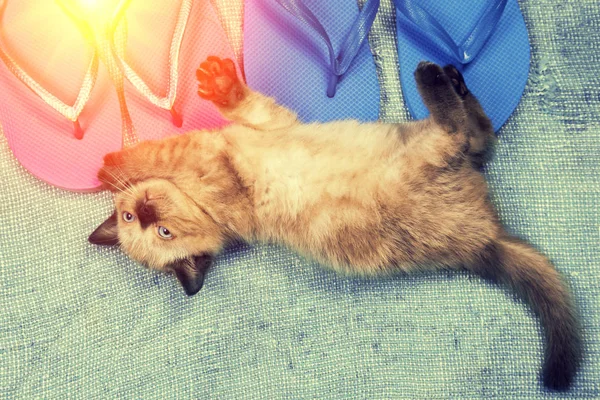 Escena de verano. Pequeño gatito acostado en sandalias chanclas —  Fotos de Stock