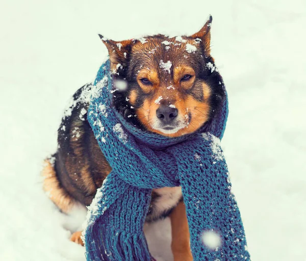 Portrait of a dog with scarf tied around the neck sitting in sno — Stock Photo, Image