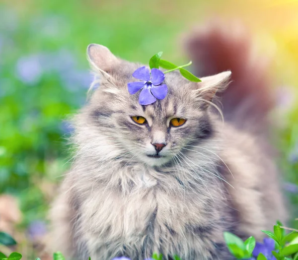 Carino Gatto Siberiano Seduto Prato Vinca Con Fiore Testa — Foto Stock