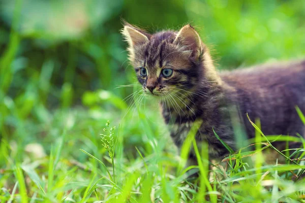 Cute Mały Kotek Idzie Trawie Okresie Letnim — Zdjęcie stockowe