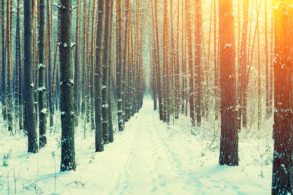 Сосна Зимовий Засніжений Ліс Заході Сонця — стокове фото