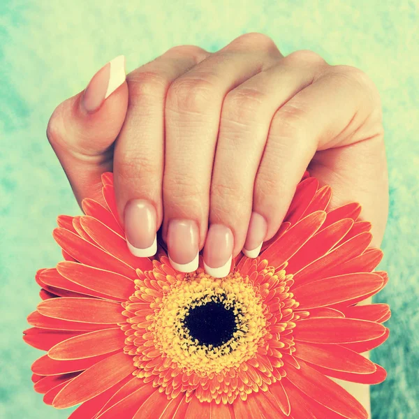 Bella mano femminile con perfetta manicure francese che tiene il germe — Foto Stock