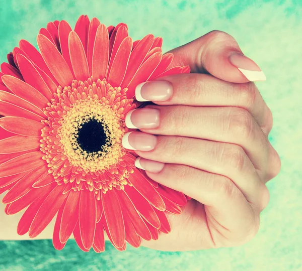 Bela mão feminina com perfeito francês manicure segurando gerbe — Fotografia de Stock
